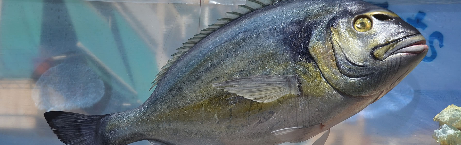 Calidad - Astur Aquaculture
